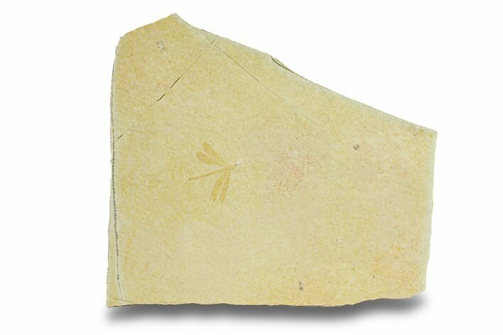 Beautiful Fossil Damselfly - Solnhofen Limestone #280422